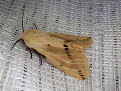 Spilarctia seriatopunctata