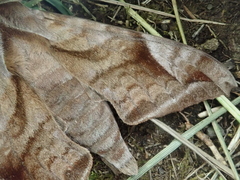 Acosmeryx naga