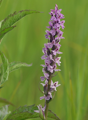 Dactylorhiza × grandis