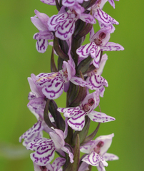 Dactylorhiza × grandis