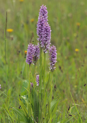 Dactylorhiza × grandis
