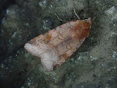 Diarsia canescens