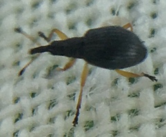 Protapion nigritarse