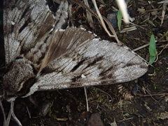 Kentrochrysalis consimilis