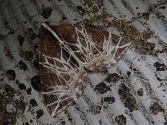 Evecliptopera illitata