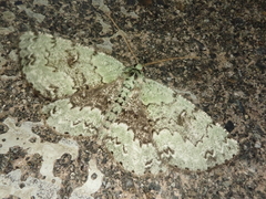 Ophthalmitis irrorataria