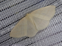 Parabapta aetheriata