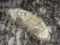 Cabera griseolimbata