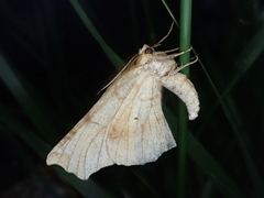 Selenia sordidaria
