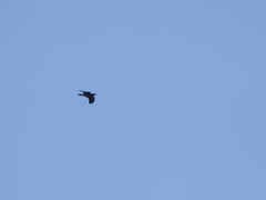 Corvus corax corax
