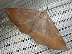 Mecodina nubiferalis