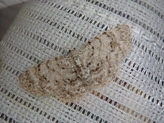 Myrioblephara nanaria