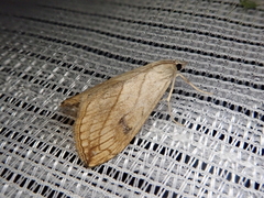 Evergestis forficalis