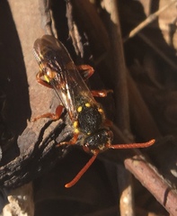 Nomada