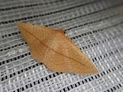Striglina cancellata