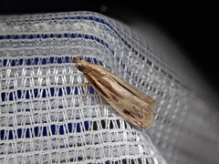 Spatulipalpia albistrialis