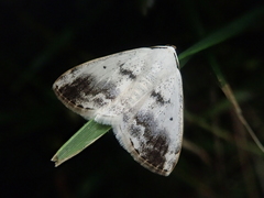 Lomographa temerata