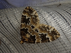 Electrophaes corylata