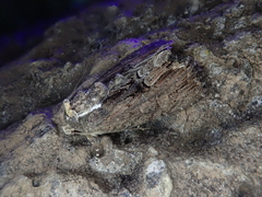 Dipterygina cupreotincta