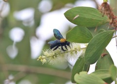 Xylocopa flavonigrescens