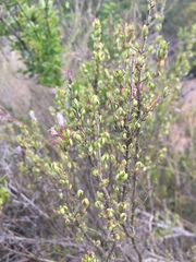 Clinopodium chilense