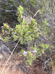 Clinopodium chilense