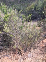 Clinopodium chilense