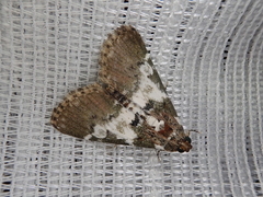 Termioptycha margarita