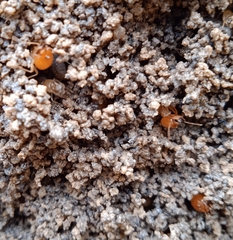 Cornitermes cumulans