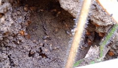 Cornitermes cumulans