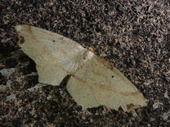 Pareclipsis gracilis