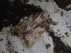 Chytonix subalbonotata