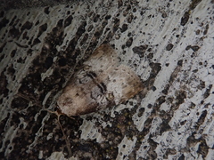 Bryophilina mollicula