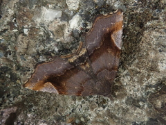 Pangrapta obscurata