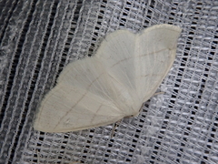 Parabapta clarissa