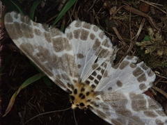 Metabraxas clerica