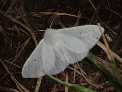 Arctornis kumatai