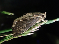 Ercheia niveostrigata