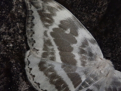 Cyclidia substigmaria nigralbata