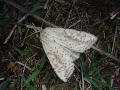 Mythimna flavostigma