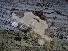 Melanthia procellata