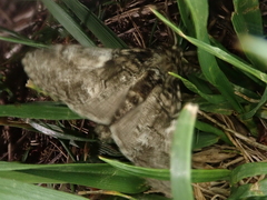 Calliteara conjuncta