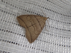 Herminia grisealis