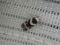 Pseudotelphusa incognitella