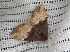 Oglasa bifidalis