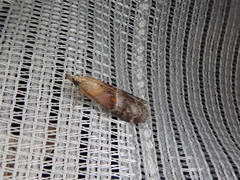 Etielloides curvella