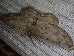 Hypomecis punctinalis conferenda