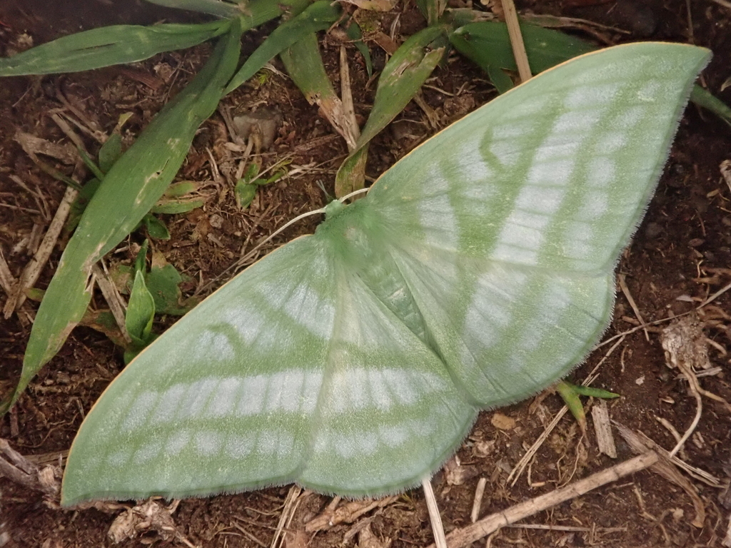 Mixochlora vittata