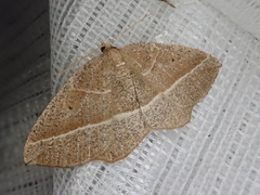 Rhynchobapta cervinaria