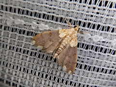 Agrotera posticalis